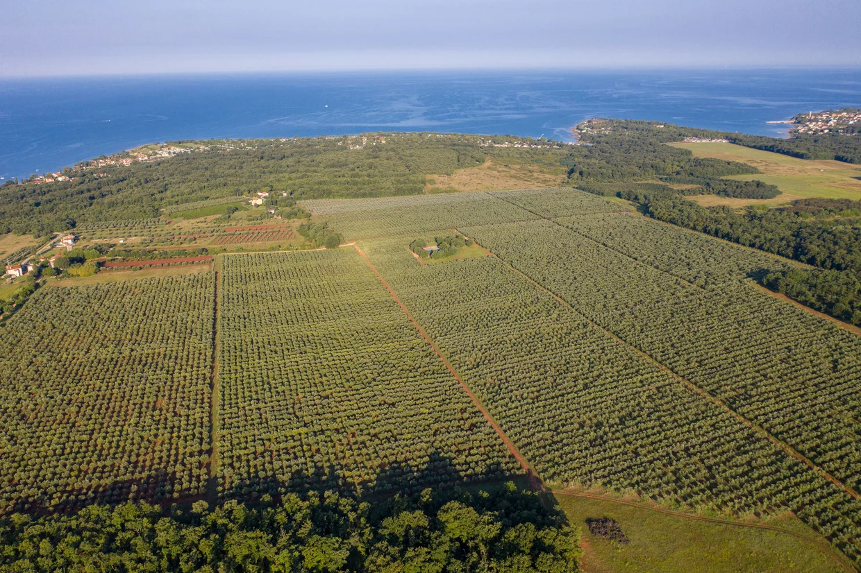 Mate Oil, olivový olej z Istrie Mate Oil, olivový olej z Istrie